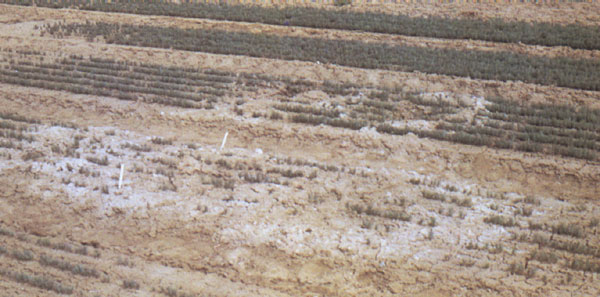 soil salinity Soil erosion and salinisation there are many issues when humans use deserts and their surrounding areas soil erosion this is a problem which affects many areas. soil salinity Soil erosion and salinisation there are many issues when humans use deserts and their surrounding areas soil erosion this is a problem which affects many areas.