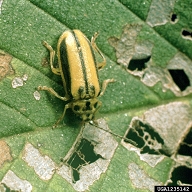 Adult of elm leaf beetle