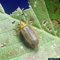 Adult of elm leaf beetle