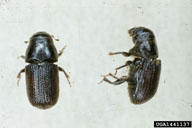 Adult of mountain pine beetle