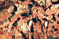 Pupae and adults of mountain pine beetle