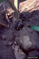 Adult female of cottonwood borer deposting an egg below the soil line into a young cottonwood shoot.