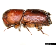 Adult of pine engraver beetle