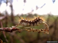 Side view of browntail moth caterpillar showing prominent hairs that cause severe skin rash