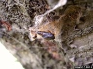 Pupae of browntail moth in web