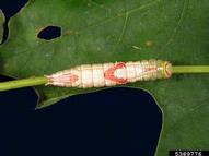 Mature larva of saddled prominent