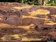 Cankers that have developed around the galleries of walnut twig beetle