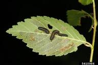 Older larvae of elm leaf beetle