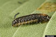 Close up of mature larva
