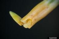 Larva of Douglas-fir needle midge inside its gall, which has been cut 