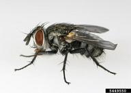 An important tachinid parasitoid of the European gypsy moth