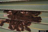 Damage from feeding of larvae of the palm leaf skeletonizer