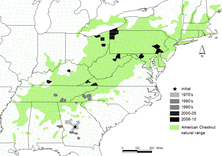 Distribution of the chestnut gall wasp in the United States
