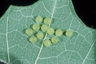 Eggs of saddled prominent