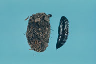 Pupal cell (left) and pupa (right, removed from cell) of saddled prominent