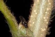 Adult of Asian chestnut gall wasp
