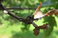 Young gall of Asian chestnut gall wasp in spring