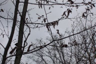 View of old galls on leafless chestnut tree in winter