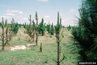 Damage (branches with clipped off needles) to longleaf pines by red-headed pine sawfly