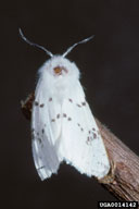 Adults of fall webworm may be pure white or bear black spots