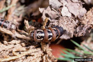 Bagworm caterpillar partialy extended outside of protective bag