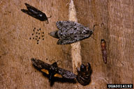 Female carpenterworm, center, in natural position