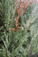 Death of small cypress branch caused by black twig beetle