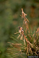 Adults of Japanese pine sawyer feed on foliage after emergence to obtain food to develop eggs