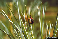 Eggs of red-headed pine sawfly being laid