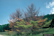 Defoliation of eastern white pines due to introduced pine sawfly larvae