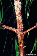 Feeding on pine stem by adults of the pitch-eating weevil