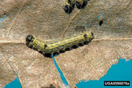Mature larvae of poplar tentmaker
