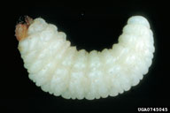 Mature larva ready for pupation