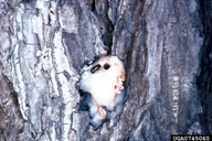 Female southern pine beetle with entrance hole in pitch tube