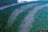 Strips of water tupelo defoliated by forest tent caterpillar (green areas are strips of less favored host species)