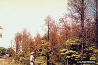 Pine stand defoliated by Virginia pine sawfly