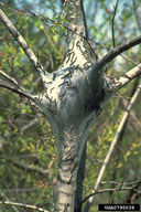 Close up of eastern tent caterpillar tent with mature larvae