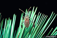 Adult leaffooted pine seedbug. See the flat, expanded lower section of hind legs