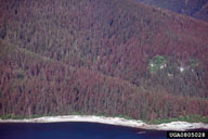 Stand of hemlock showing extensive damage during outbreak of hemlock sawfly