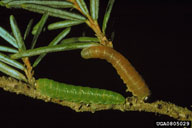 Larvae of hemlock sawfly