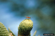 Adult balsam gall midge