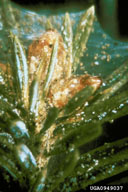 Colony, with webbing, of spruce spider mite