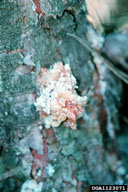 Feeding of Zimmerman pine moth larvae results in pitch accumulations on the bark, usually near the branch nodes