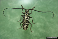 Adult of cottonwood borer