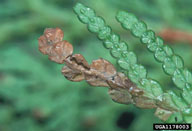 Mined (brown) arborvitae foliage