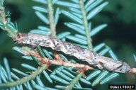 Larva of saddleback looper