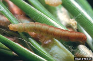 Mature larvae of pine needle sheathminer