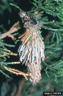 Older bagworm with larger, but still mobile, case