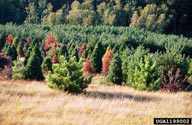 Damage of pine root collar weevil in a mixed red and Scots pine stand