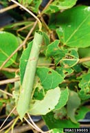 Rolled leaf, feeding site of older larvae of large aspen tortrix